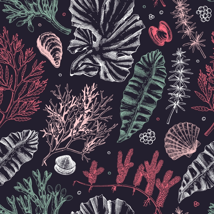 Sea life background. Edible seaweed seamless pattern. Hand-drawn kelp, kombu, wakame, hijiki, sea shells illustrations. Underwater plants and algae sketches. For print, menu design or wrapping paper